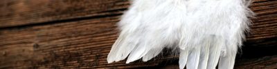 feathers-4661244_1920